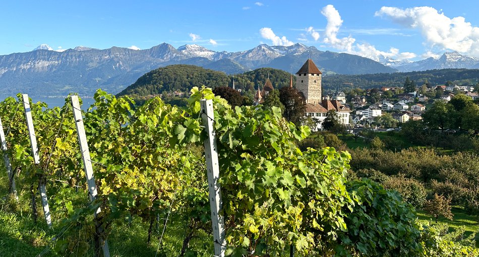 Weinberge in Spiez