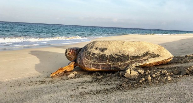 TUI „Turtle Aid“ 