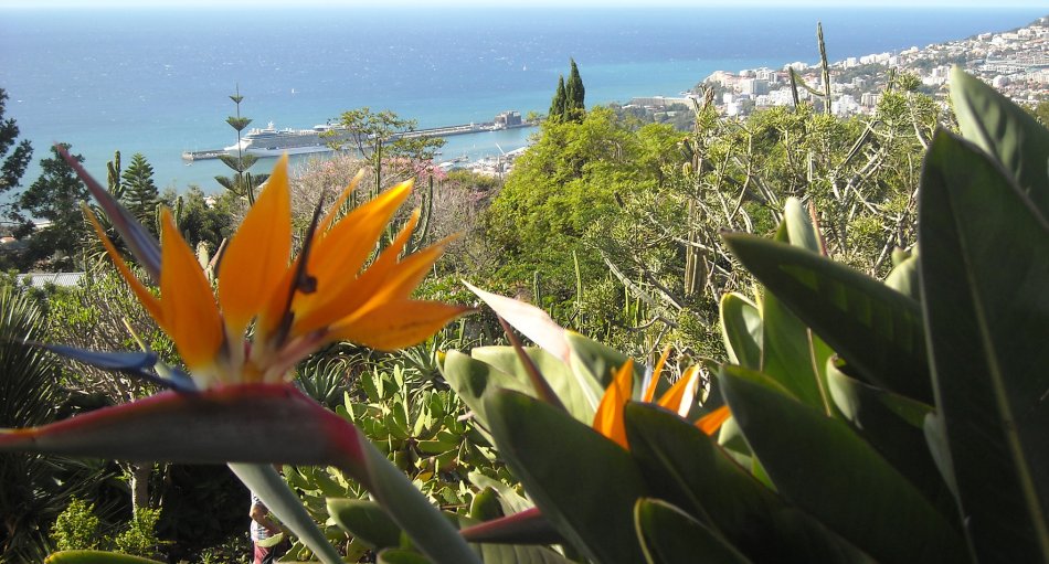 Blick hinab auf Funchal, wo gerade die Celebrity Eclipse vor Anker liegt
